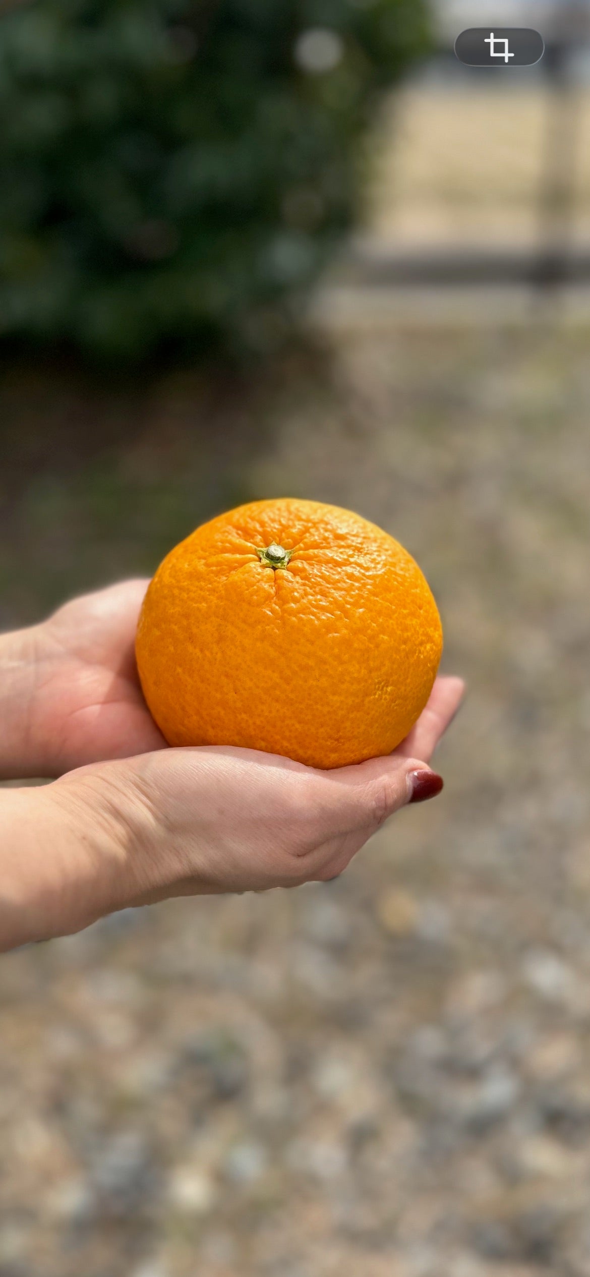 静岡県南伊豆 伊豆海農園「樹成り完熟甘夏」L~2L約10㎏【送料無料】