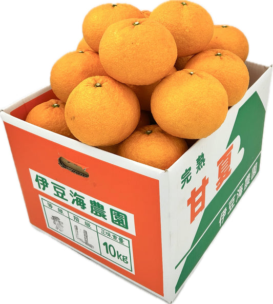 静岡県南伊豆　伊豆海農園「樹成り完熟甘夏」L～２L約10㎏【送料無料】