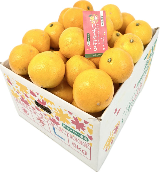 静岡県産「いずのはる」L～２L　約５㎏【送料無料】