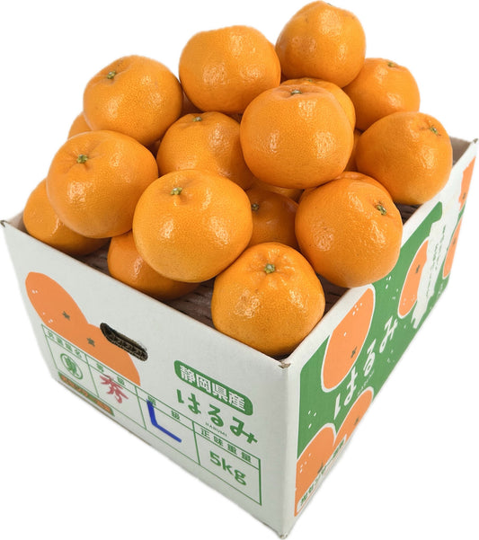 静岡県産東伊豆「はるみ」秀L　約５㎏【送料無料】