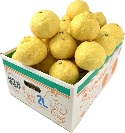 静岡県沼津市西浦　池田柑橘園「はるか」L～2L約5㎏【送料無料】