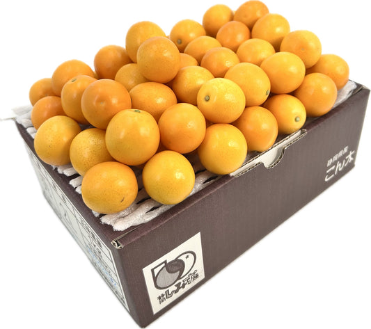 静岡県産清水の「こん太」２Lｻｲｽﾞ１㎏【送料無料】