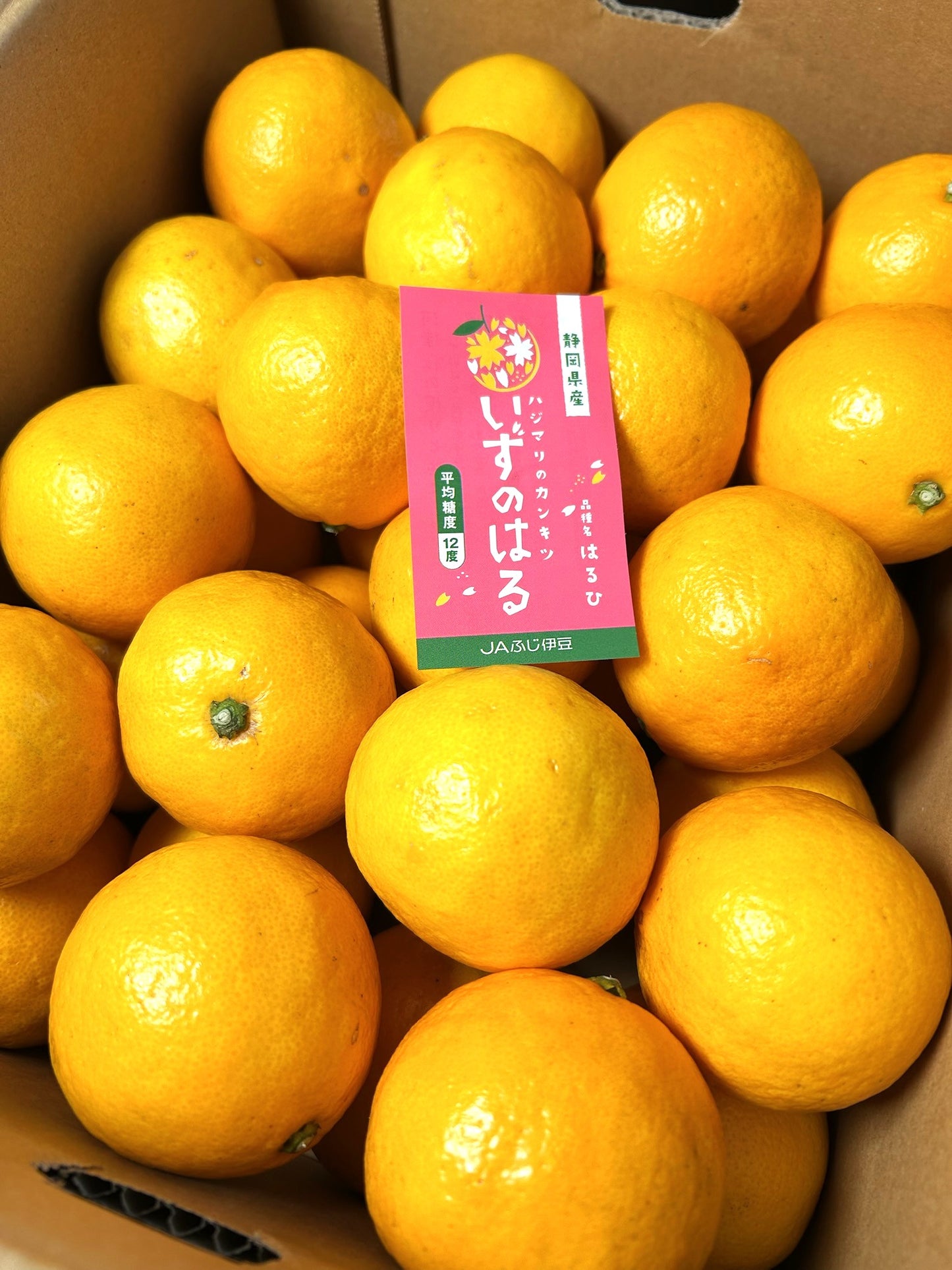 静岡県産「いずのはる」L～２L　約５㎏【送料無料】