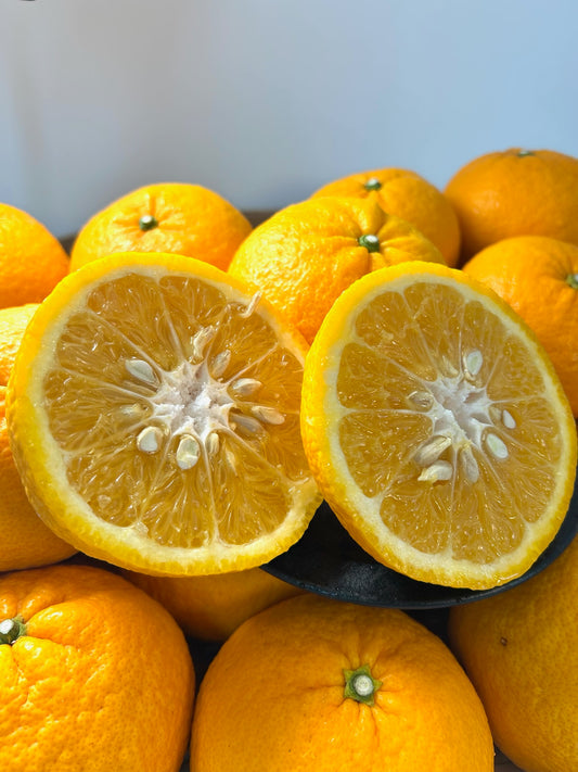 静岡県南伊豆　伊豆海農園「樹成り完熟甘夏」L～２L約10㎏【送料無料】