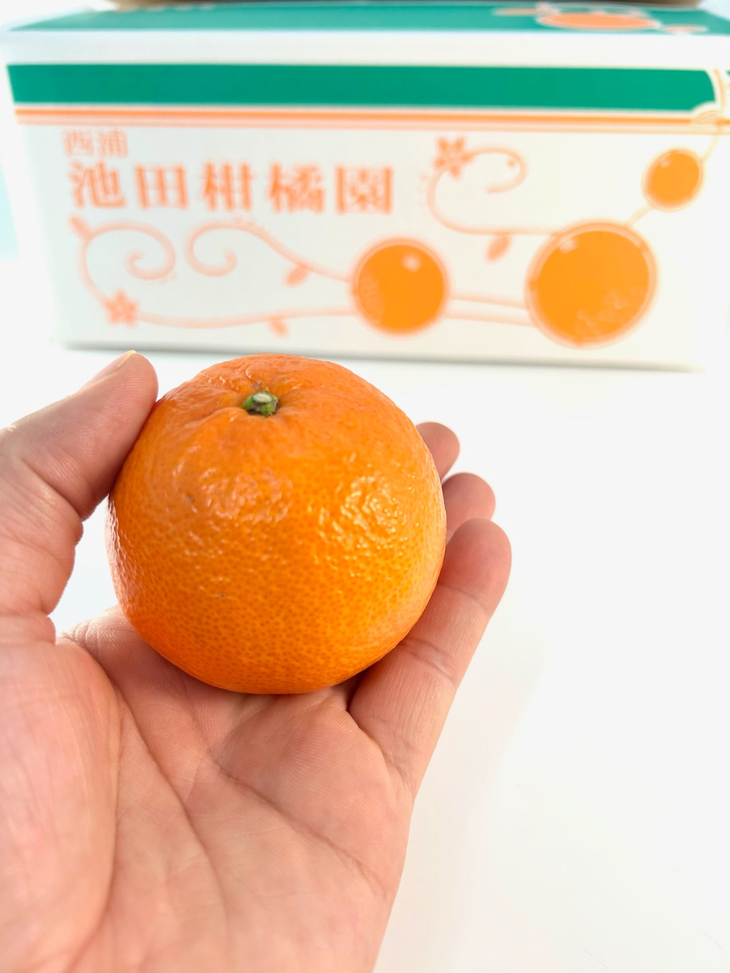 静岡県沼津市西浦　池田柑橘園「津の輝」M～L約５㎏【送料無料】