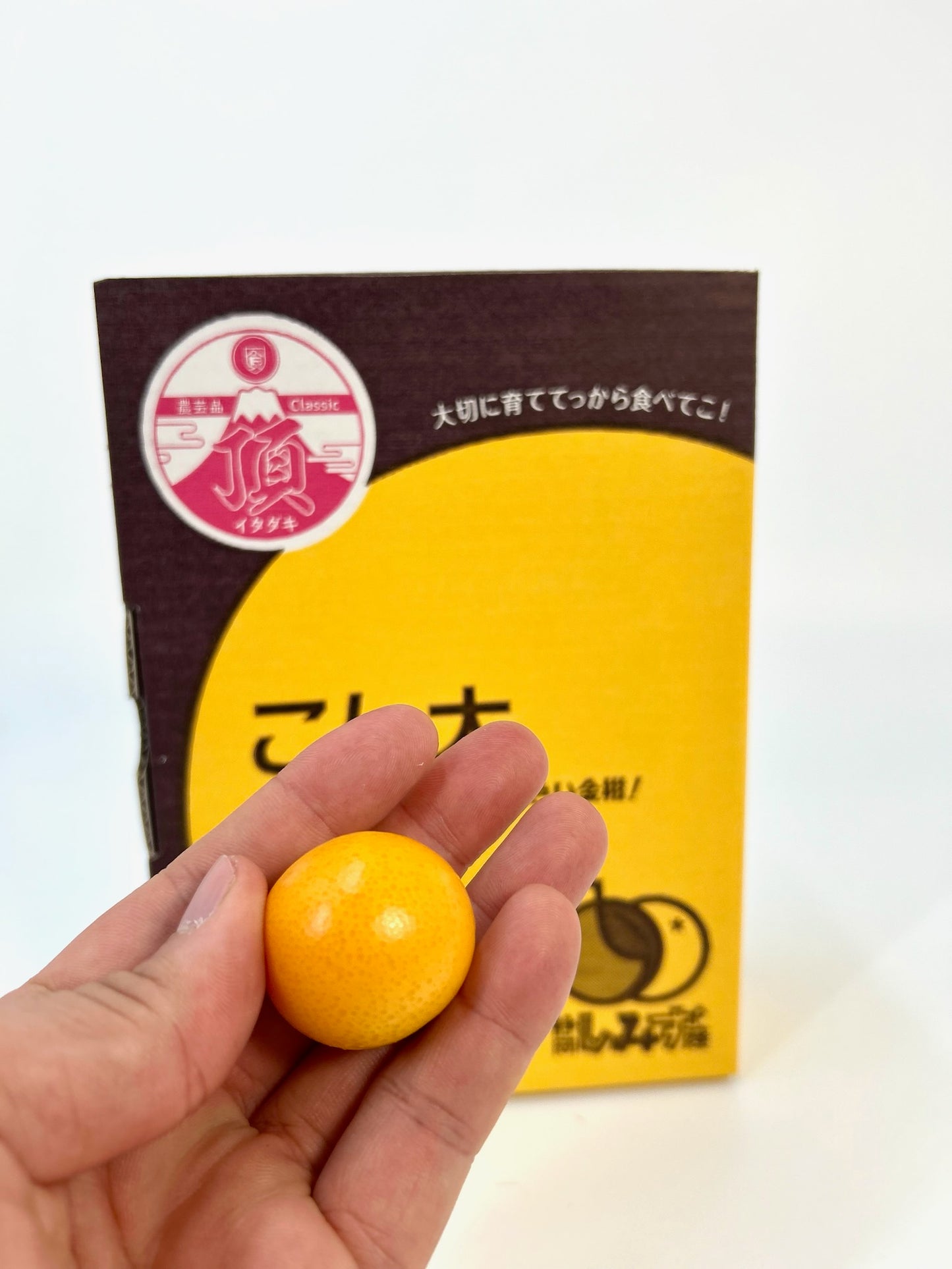 静岡県産清水の「こん太」２Lｻｲｽﾞ１㎏【送料無料】